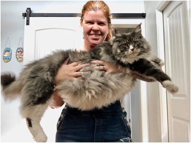 How to Care for the Maine Coon Cat Breed - Marketing Marine